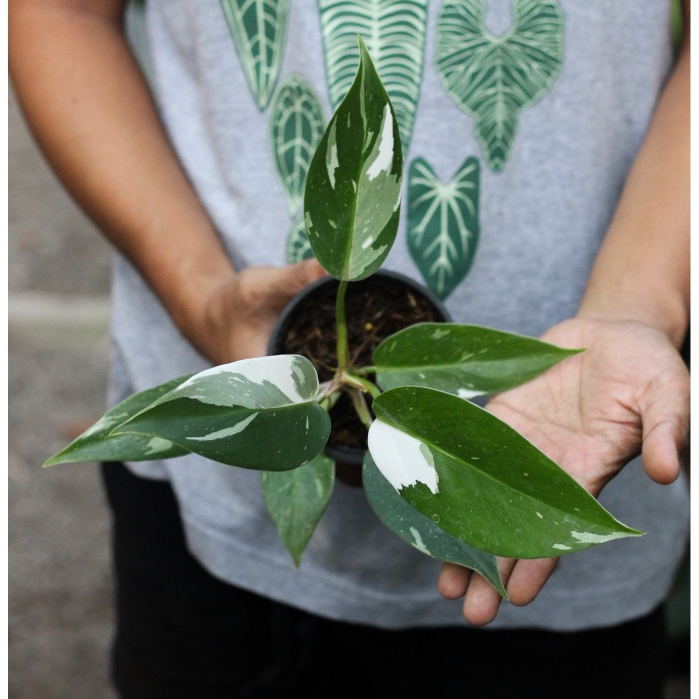 Philodendron White Princess