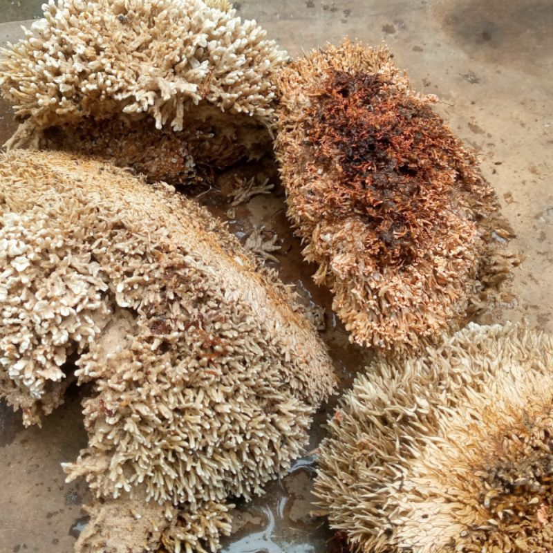 Jamur Jakaba Segar Jamur Jakaba Super Jakaba Trichoderma