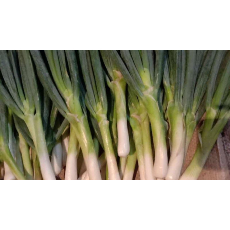 

BAWANG DAUN SEGAR BERSIH TANPA AKAR(1PACk 250gr)