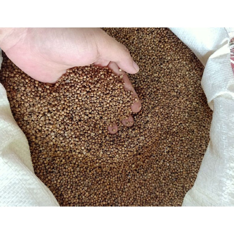 

B39 Ketumbar Hitam Asli Murni Kualitas Premium 5Gram Untuk Teh masak dll Seller Now