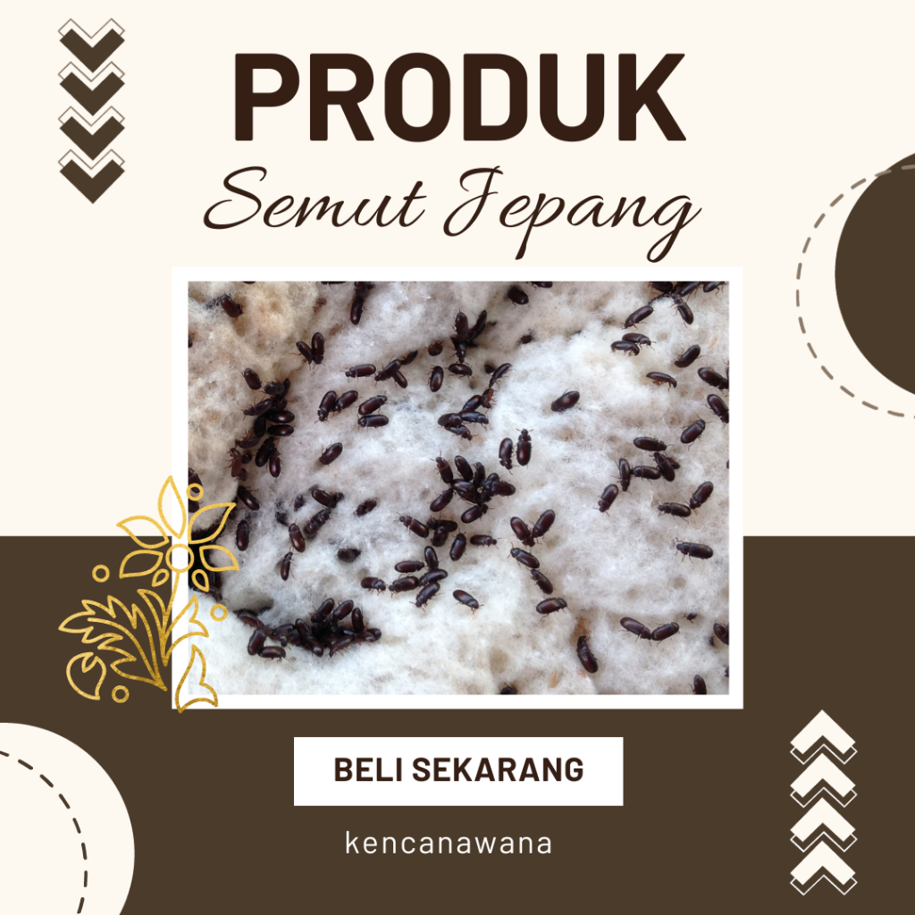 

SEMUT JEPANG ORIGINAL PER 100 EKOR !!!!!!!