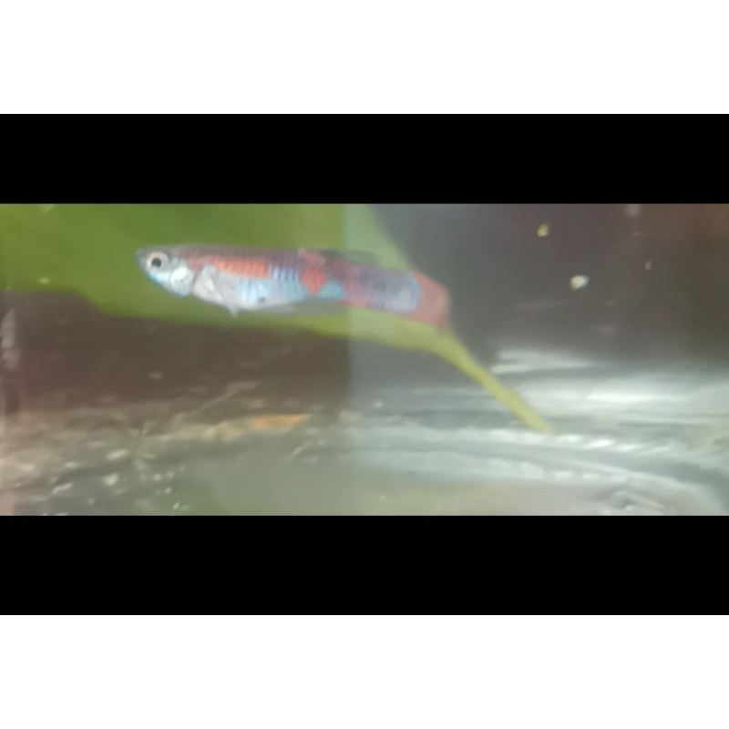 Guppy blue red speartail/ikan Guppy hias aquarium/ikan gupi