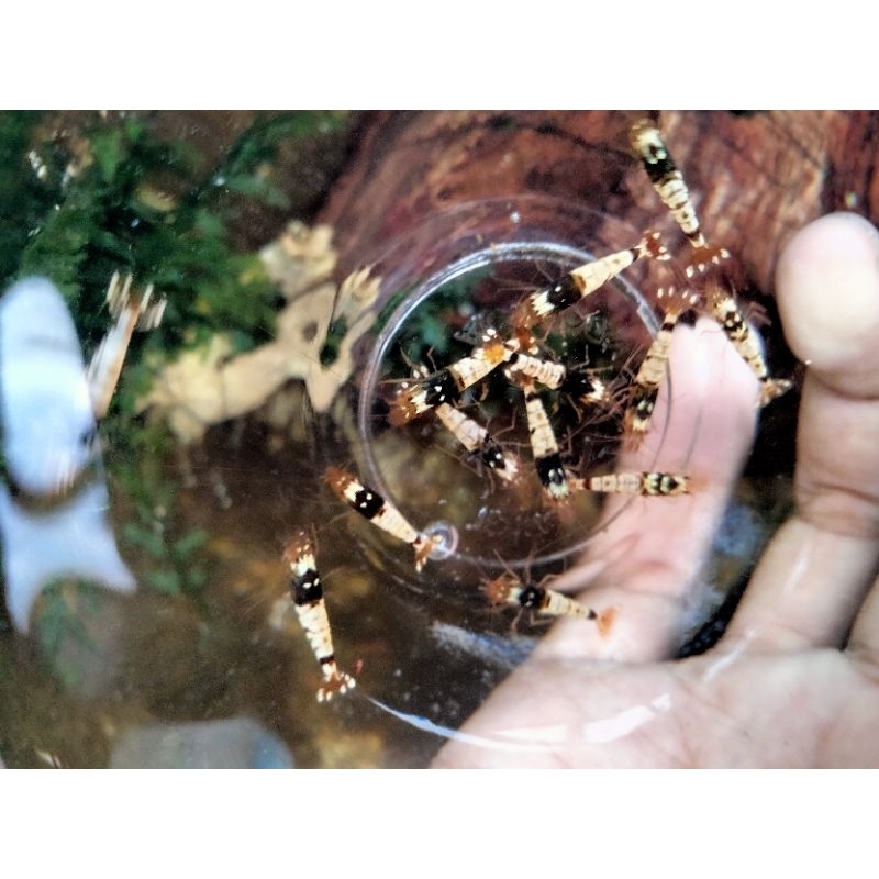 Udang Hias Aquascape BLK Taiger Pensi Paket 10 Ekor