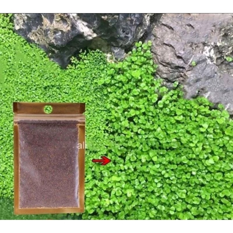 Carpet Seed Small Leaf/  Bibit Benih Tanaman Air Aquascape / Bibit Tanaman Aquascape Akuarium