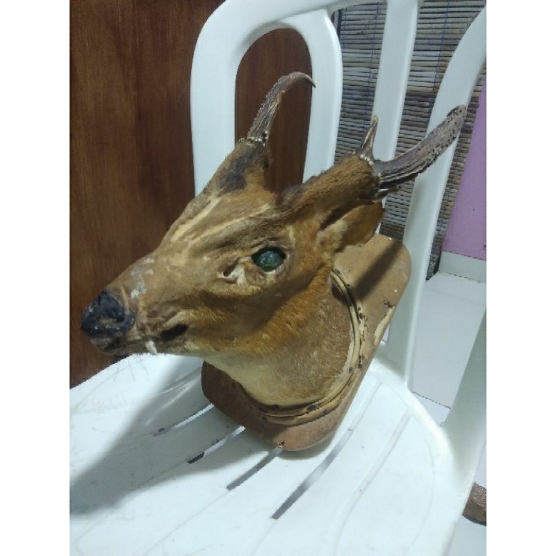 Patung Kepala Rusa Asli