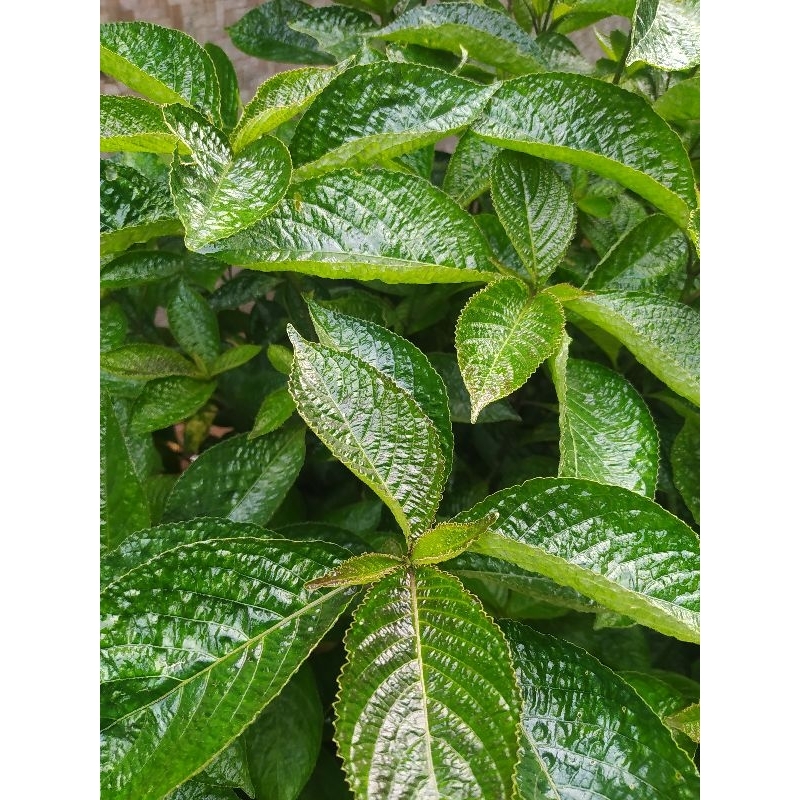 

DAUN keji beling kibeling segar 500,GRM