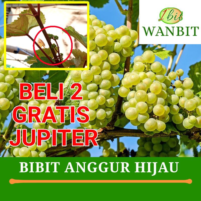 Bibit Anggur Hijau - Bibit Anggur Import Berkualitas Cepat Berbung