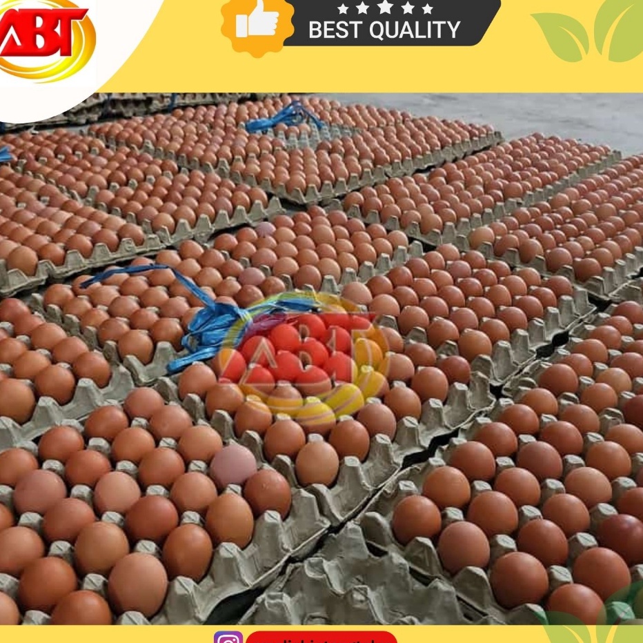 

MODEL FL372 ABT Telur Ayam Negeri 1 Kg isi 1617 butir