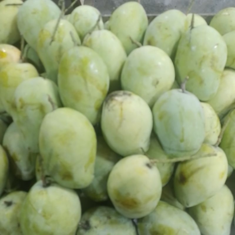 

MANGGA INDRAMAYU SUPER 1KG