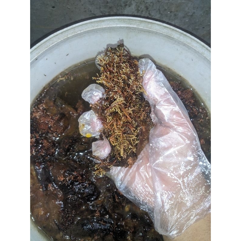 Bibit JAKABA / Jamur Kebruntungan Abadi