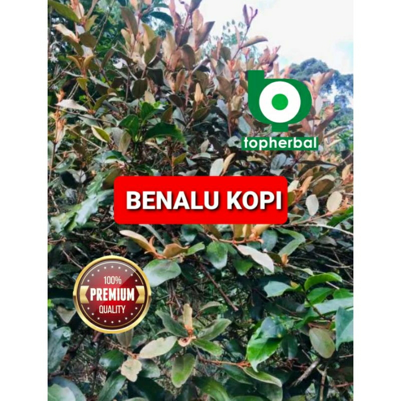 

Benalu Kopi Segar/Fresh Baru Petik 1000 Gram