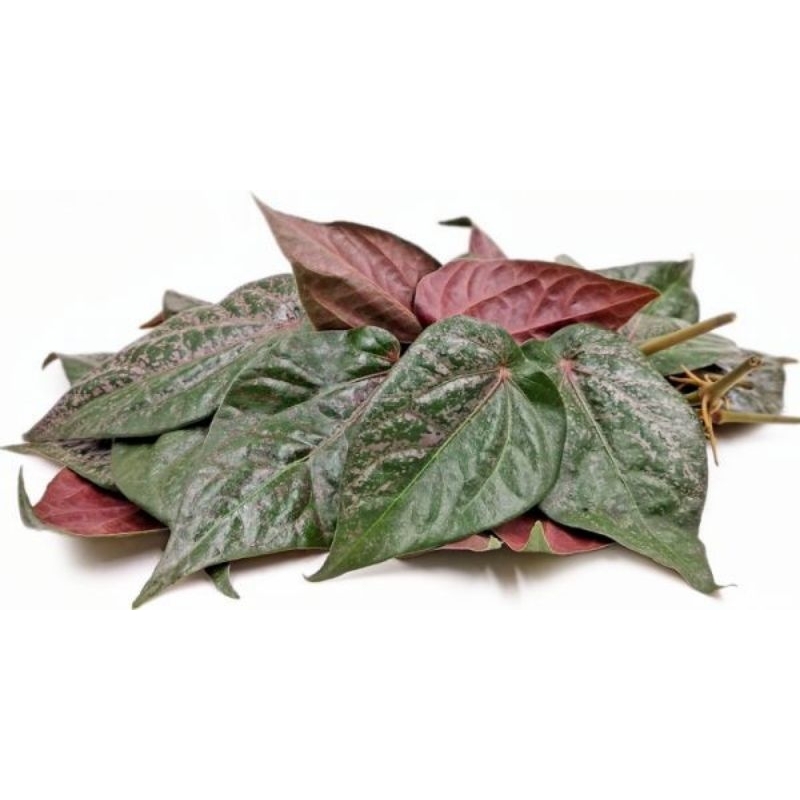 Tanaman hias hidup murah sirih merah - tanaman hias sirih