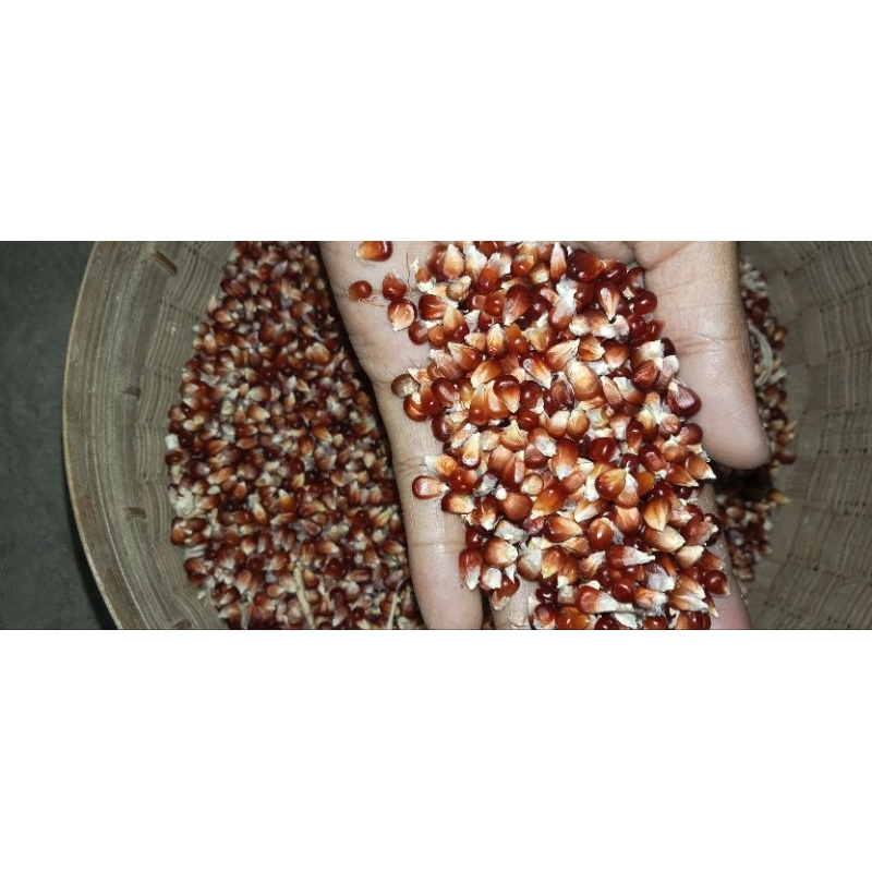 Benih Jagung Kristal Merah/Manggis/Ungu