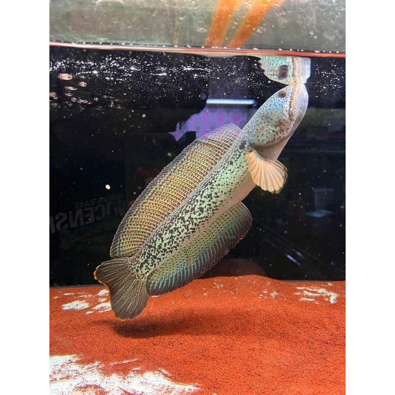 Chana baby barca bahan progress size 4 cm full dot