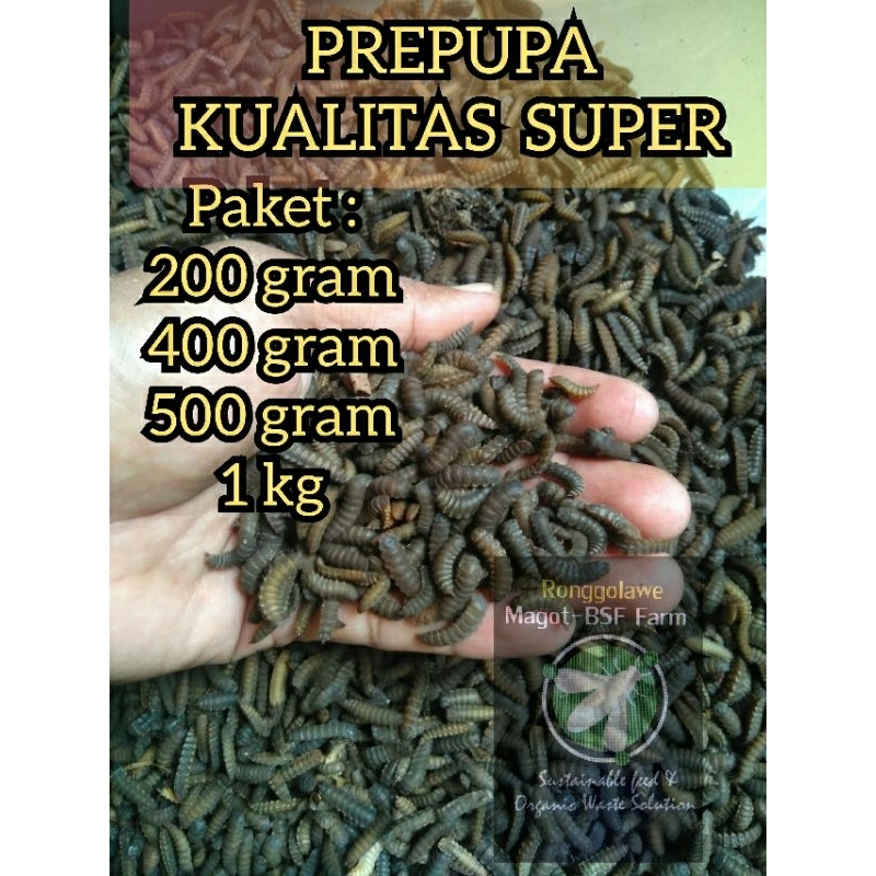 PREPUPA /Calon indukan lalat BSF