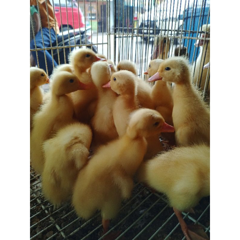 BEBEK PEKING HIDUP