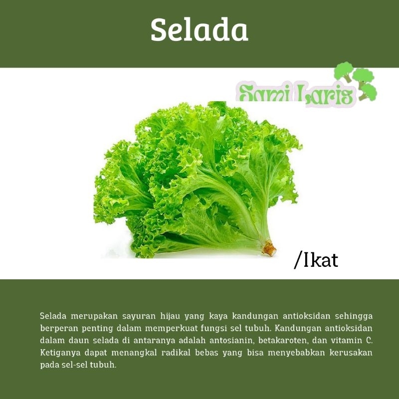 

Selada/Selada air/keriting