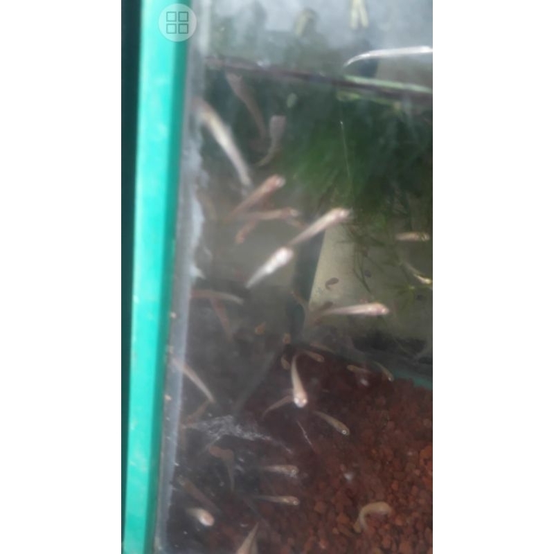 ikan chana limbata albino ukuran 3-4cm