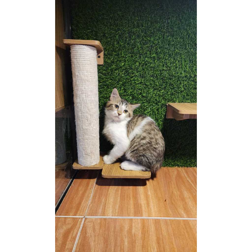 Anak kucing warna marble
