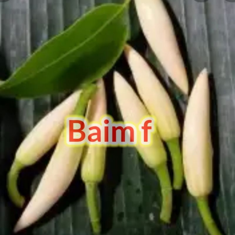 bunga kantil asli dan segar