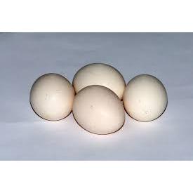 

TELUR AYAM KAMPUNG 10 BUTIR