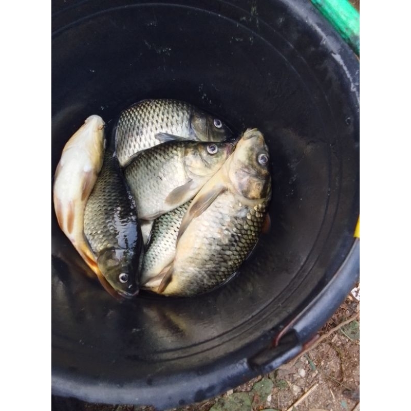 

ikan mas fresh 1kg.