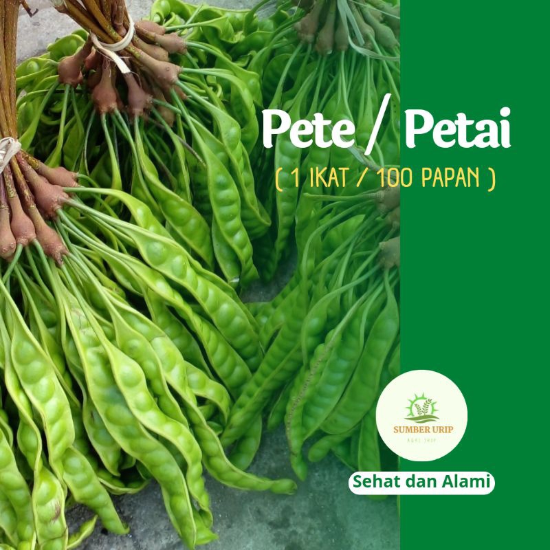 

Pete Murah 100 Papan Petai