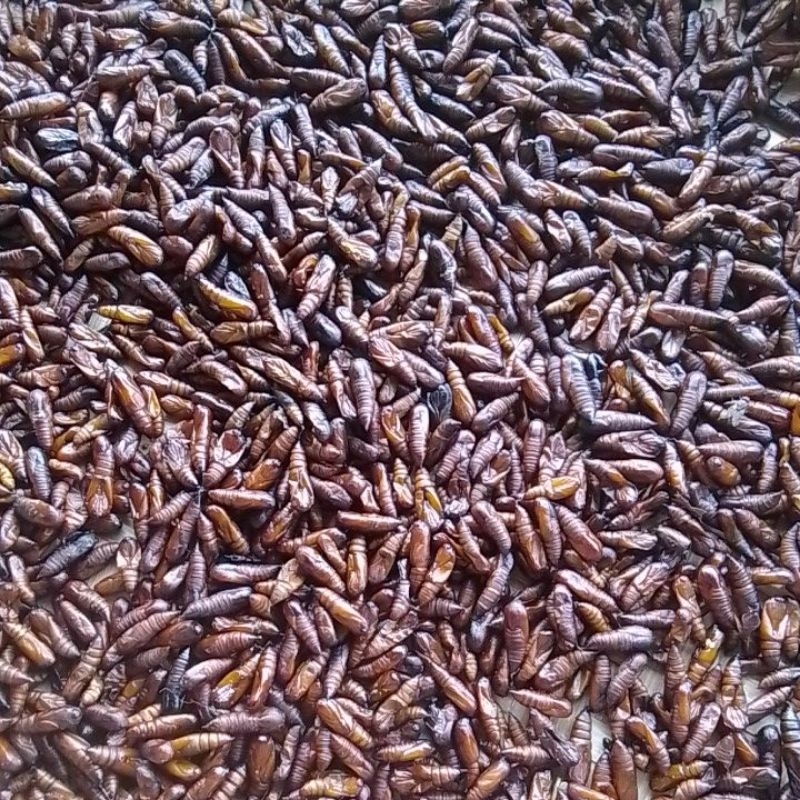 

entung jati kukus tinggal olah