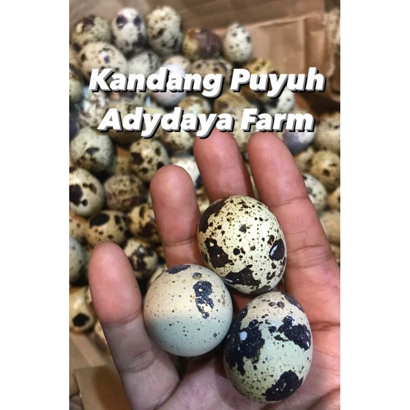 Telur puyuh 1kg Segar setiap hari