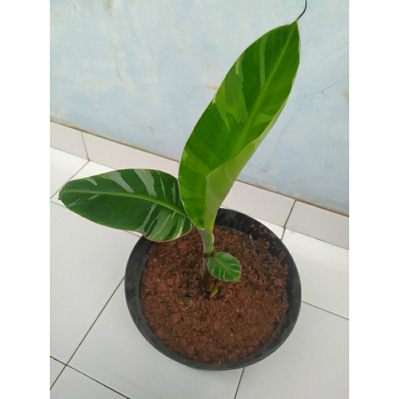 bibit tanaman hias pisang varigata