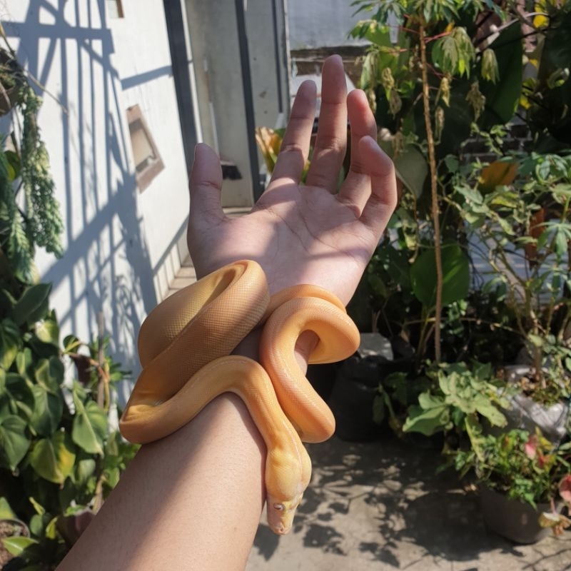 mainan retic albino 4 gen (albino, golden child, tiger/super tiger, sunfire)