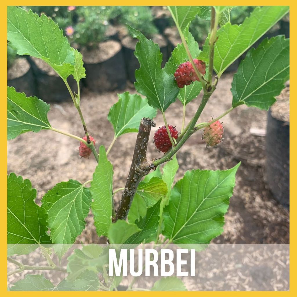 Bibit Tanaman Buah Murbei Arbei Arben Besaran Sudah Berbuah Segar