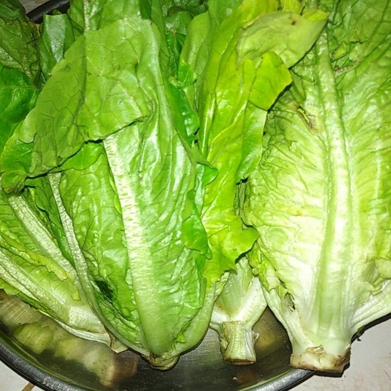 

SAYUR ROMAIN ROMIN ROMEN ROMAINE segar