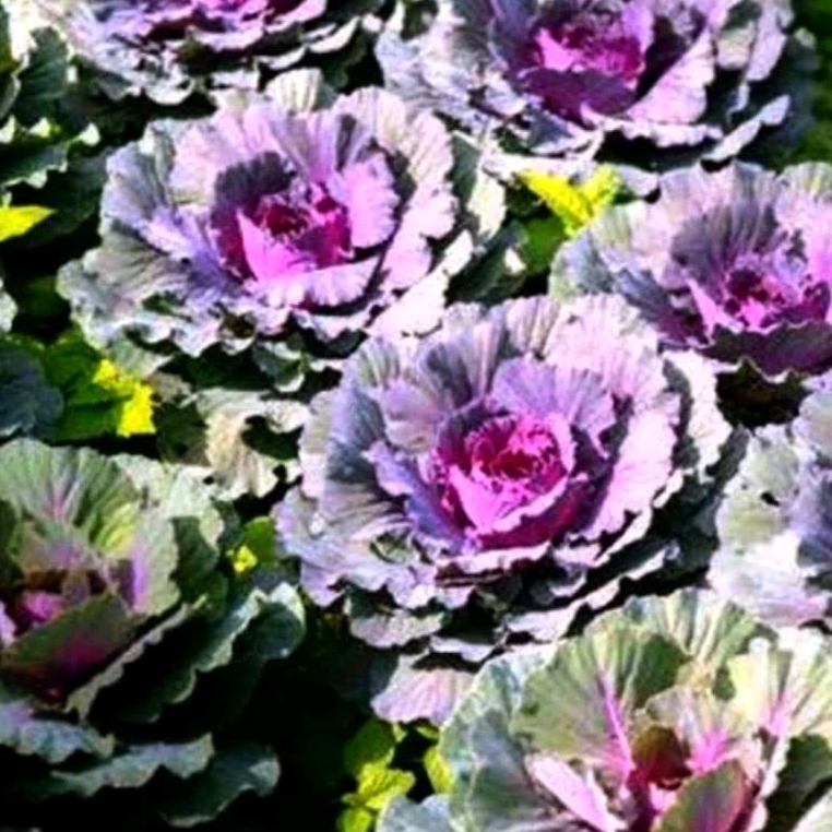 10 Benih Bibit Biji Kubis ungu kol ungu