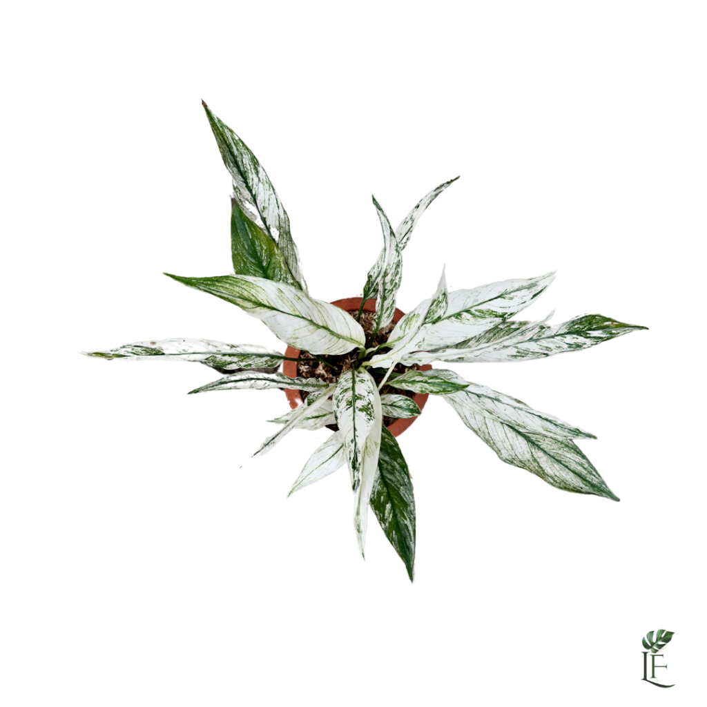 Peace Lily Variegata