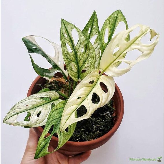 Tanaman hias monstera janda bolong variegata