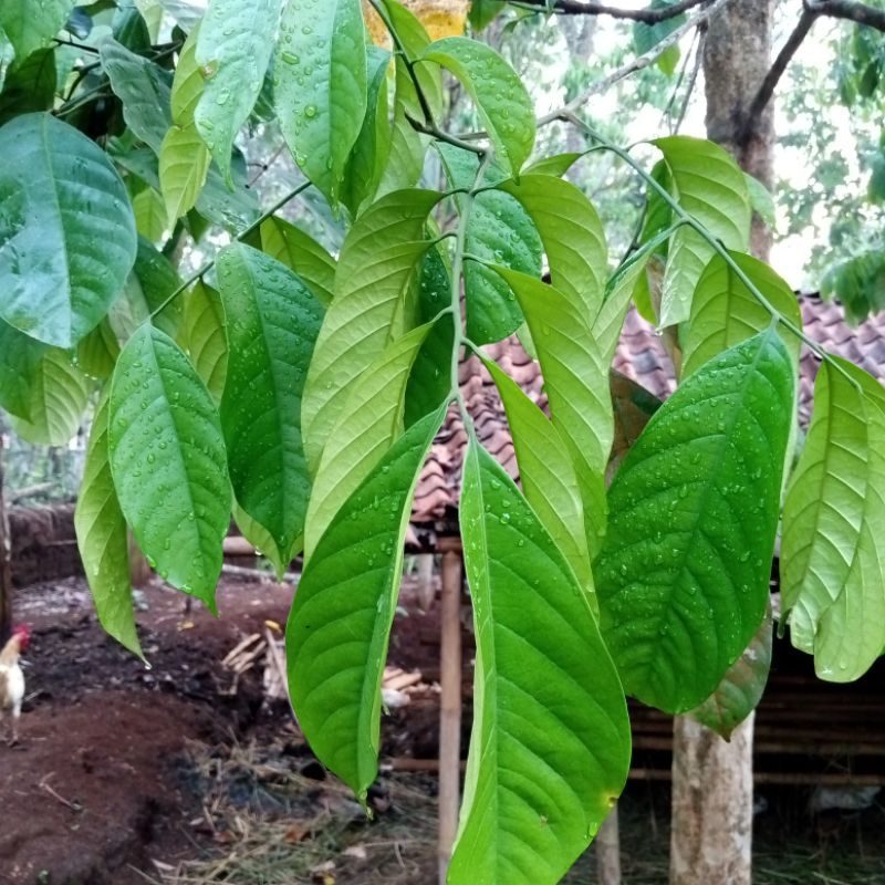 

DAUN DUKUH SEGAR ALAMI 1 KILO