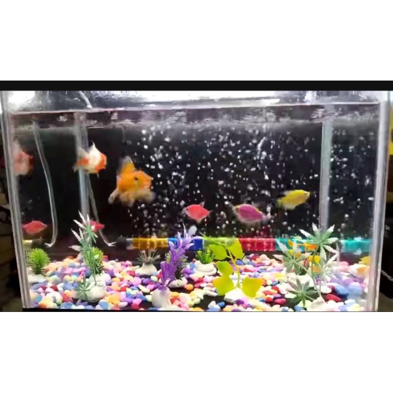 Pipa aerator gelembung udara aquarium 20cm, 30cm, 40cm, 50cm, 60cm