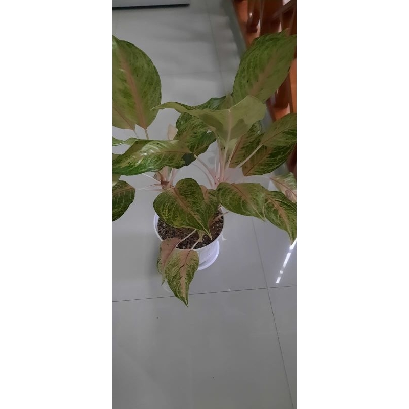 red panama
