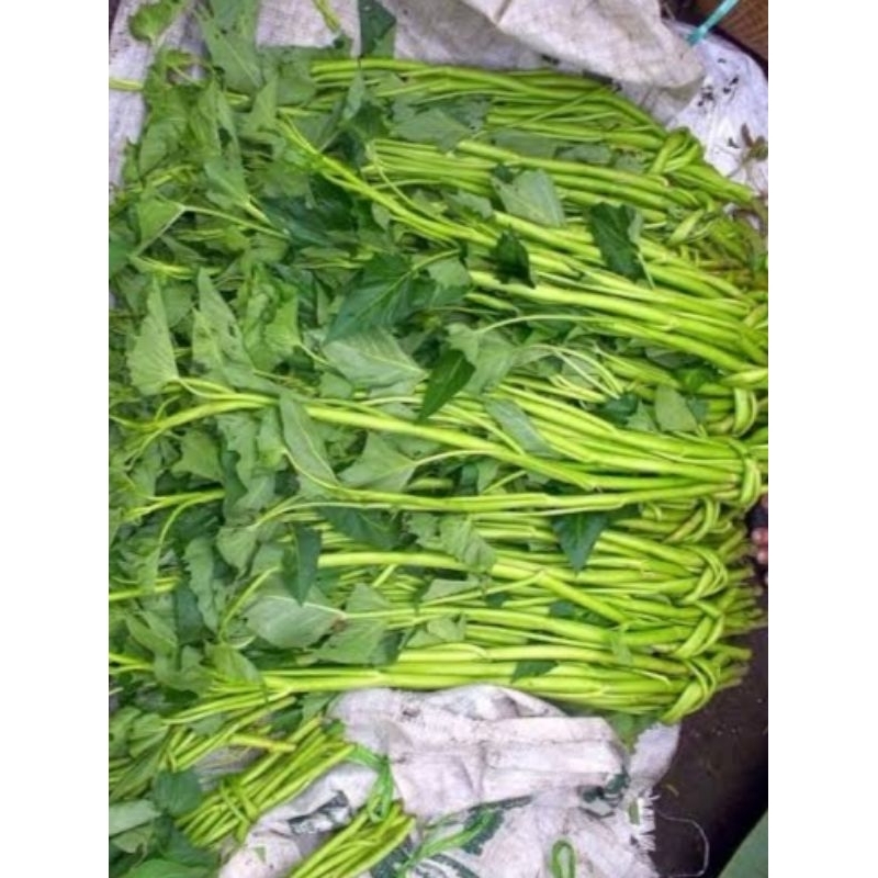 

kangkung besar Giant lombok Enak