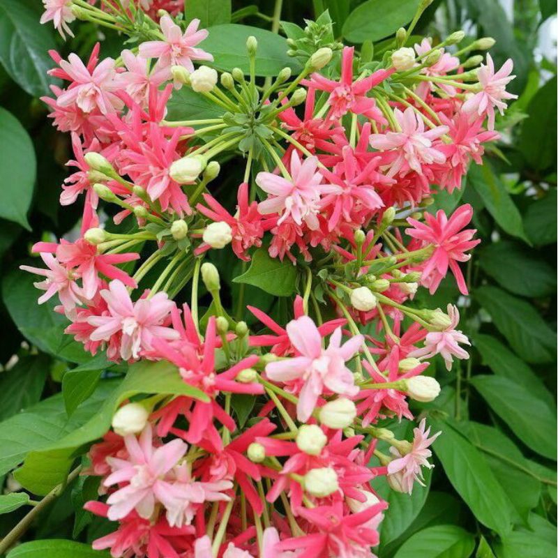 Tanaman hias melati belanda ukuran rimbun - bunga melati belanda