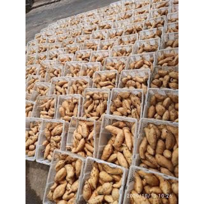 

Ubi Madu Cilembu