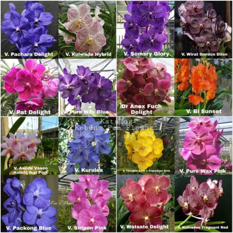 AFKIR Dewasa - Anggrek Vanda Dewasa