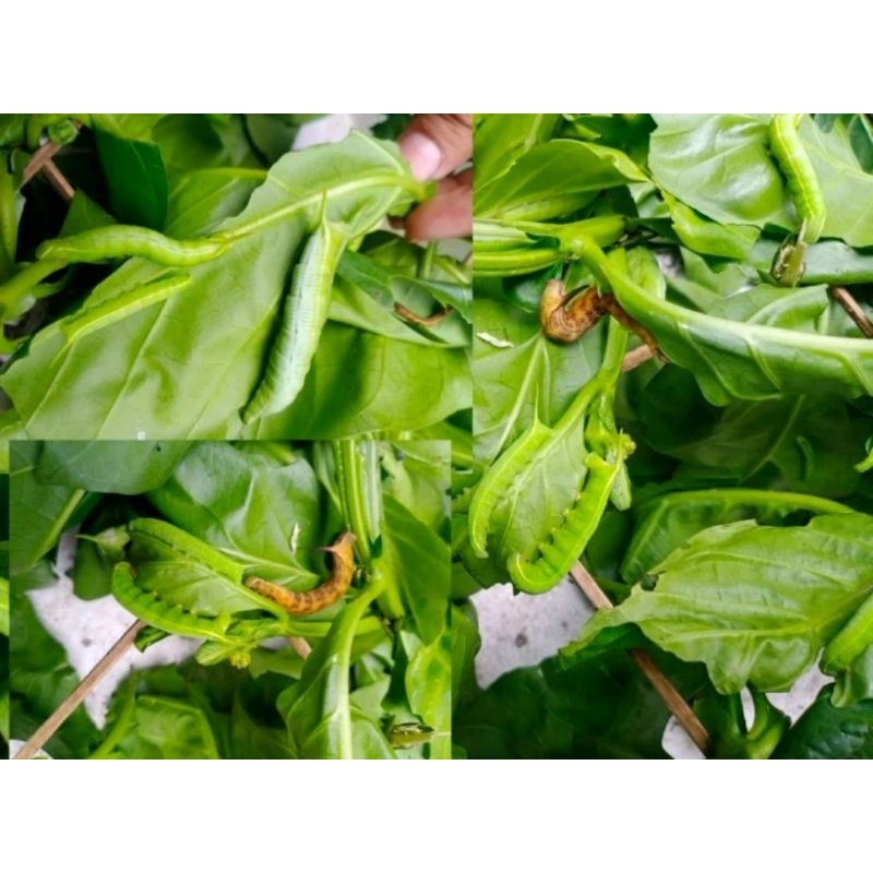 ULAT KEKET DAUN MENGKUDU UMPAN MANCING