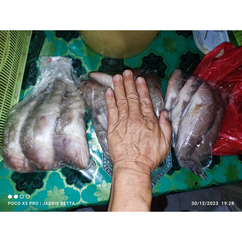 

KERAPU 1kg isi 4 ekor