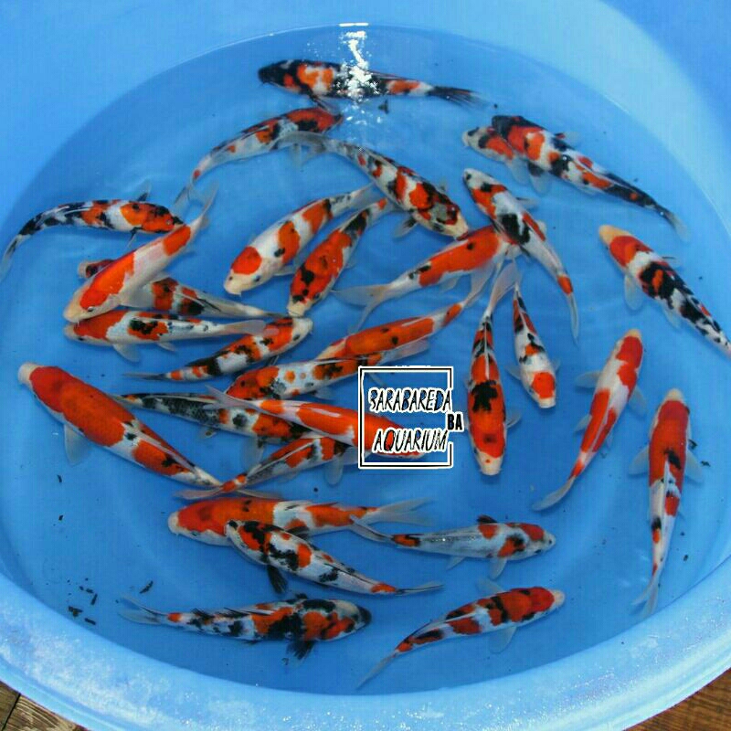 ikan koi mixs sanke dan kohaku