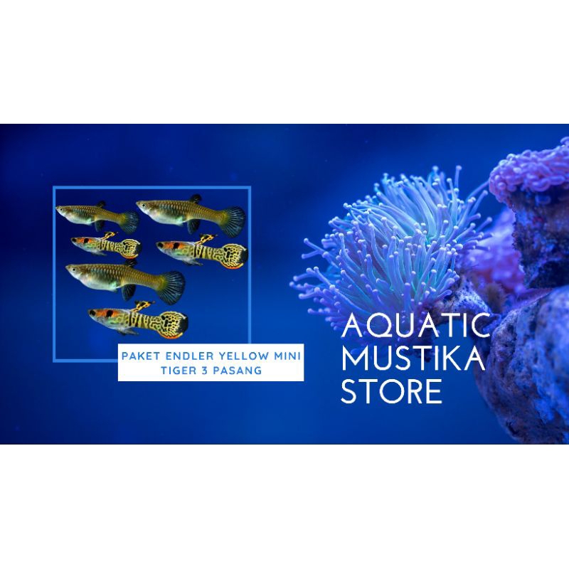 ikan hias endler yellow mini tiger isi 3 pasang | tropical fish | aquascape | Terlaris 