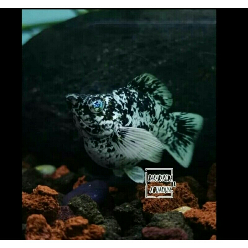 ikan molly balon marble
