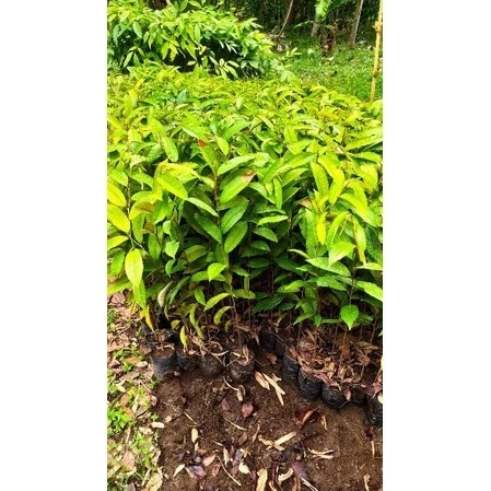 BIBIT KENITU CEPAT BERBUAH