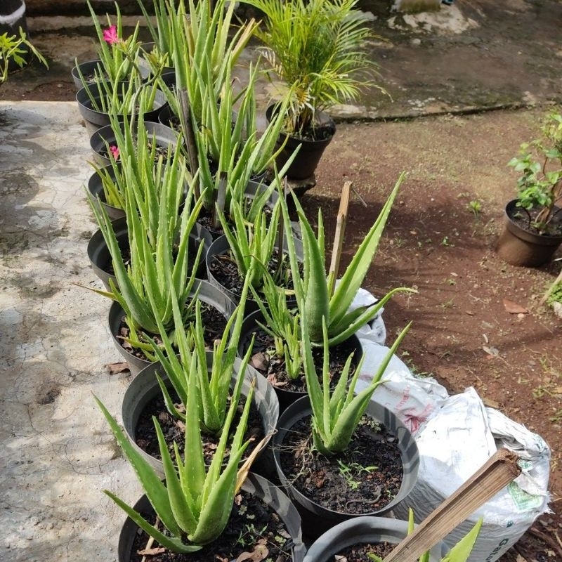 bibit lidah buaya khas pontianak